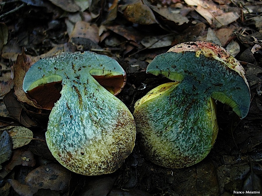 Boletus radicans e B. lupinus